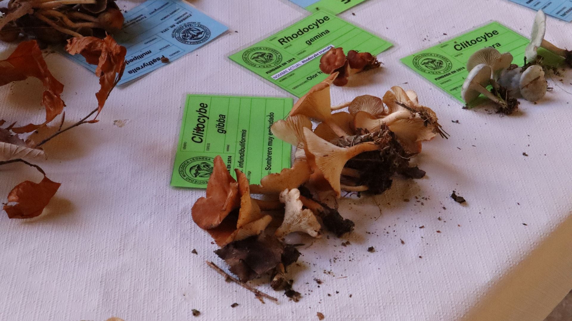 Imágenes de la Exposición Micológica de León