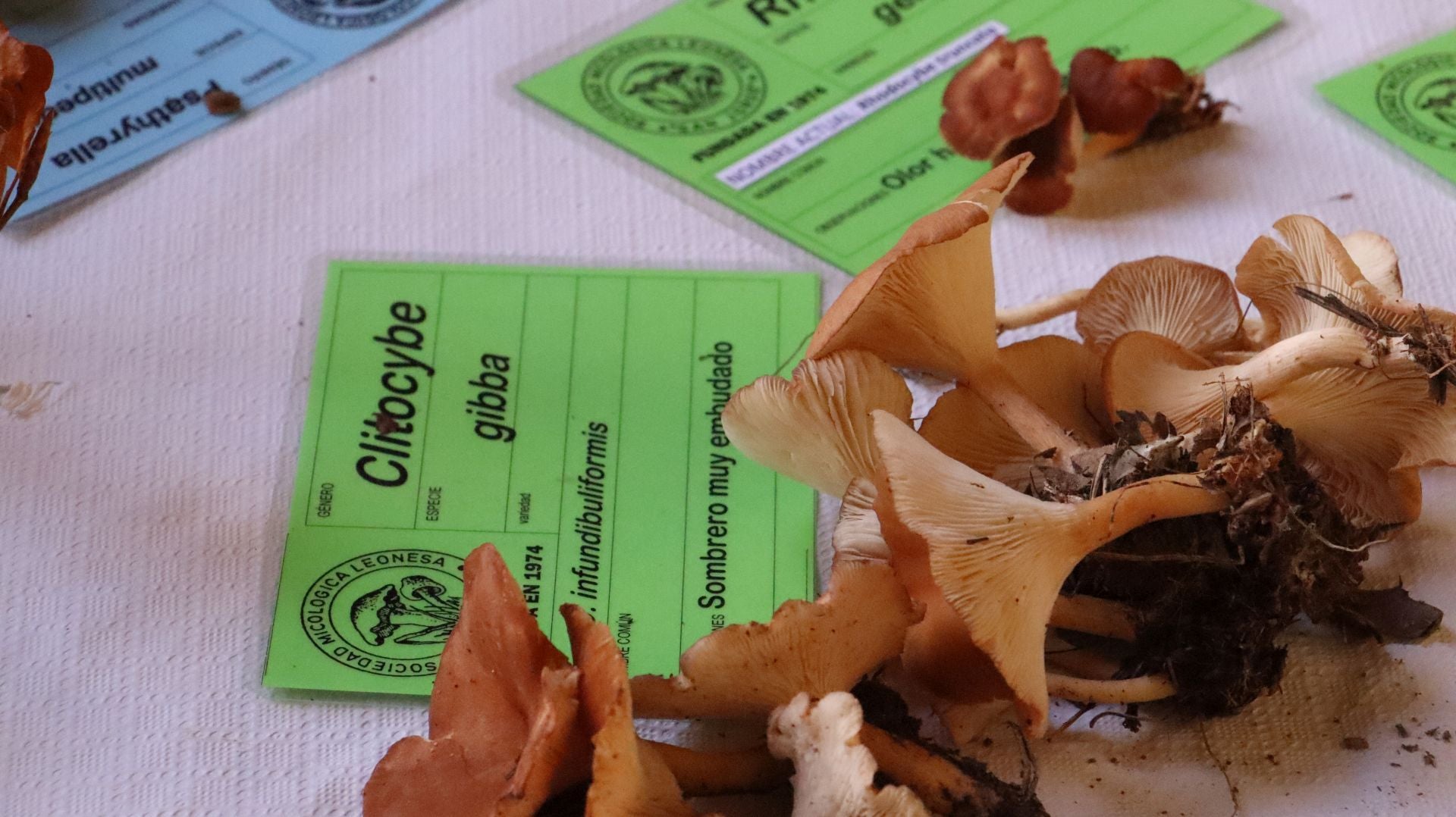 Imágenes de la Exposición Micológica de León