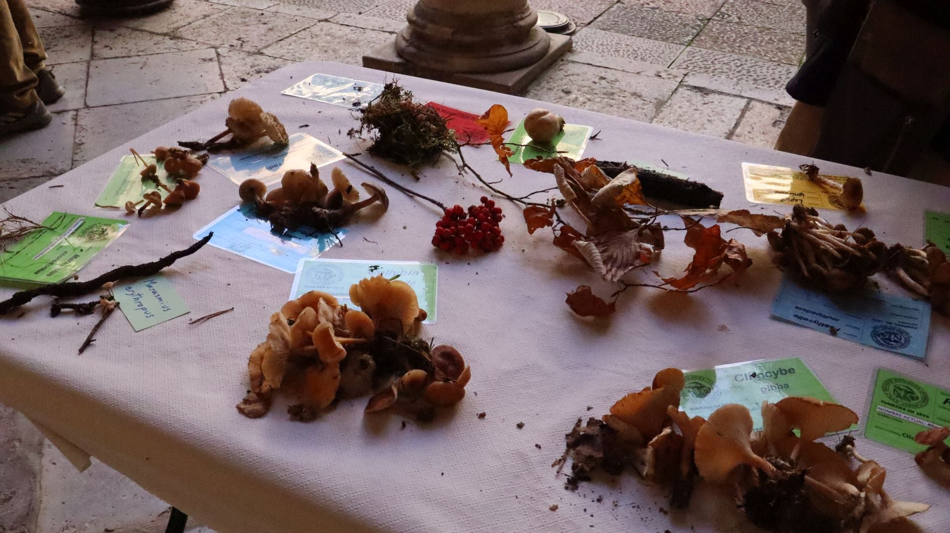 Imágenes de la Exposición Micológica de León