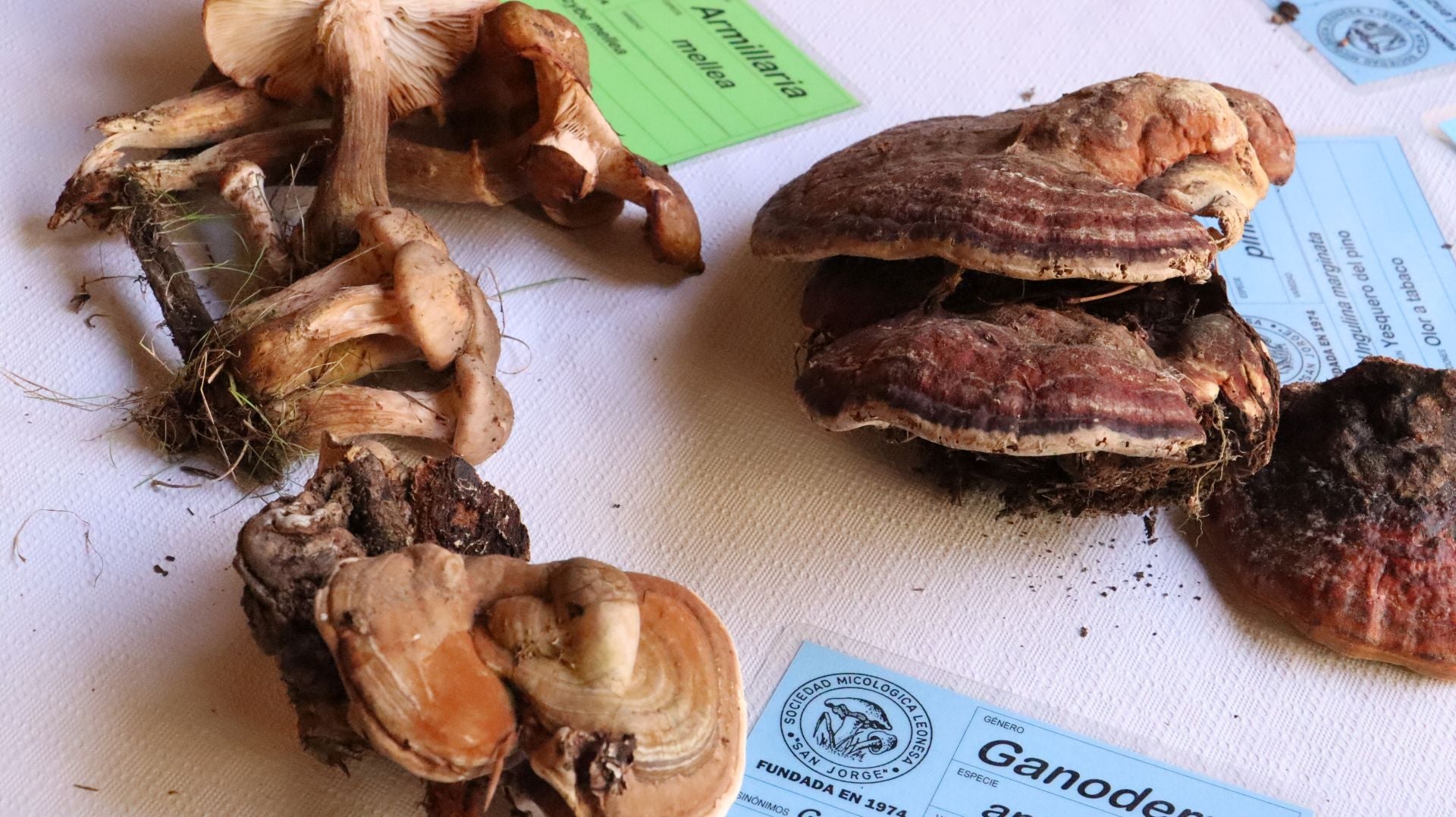 Imágenes de la Exposición Micológica de León