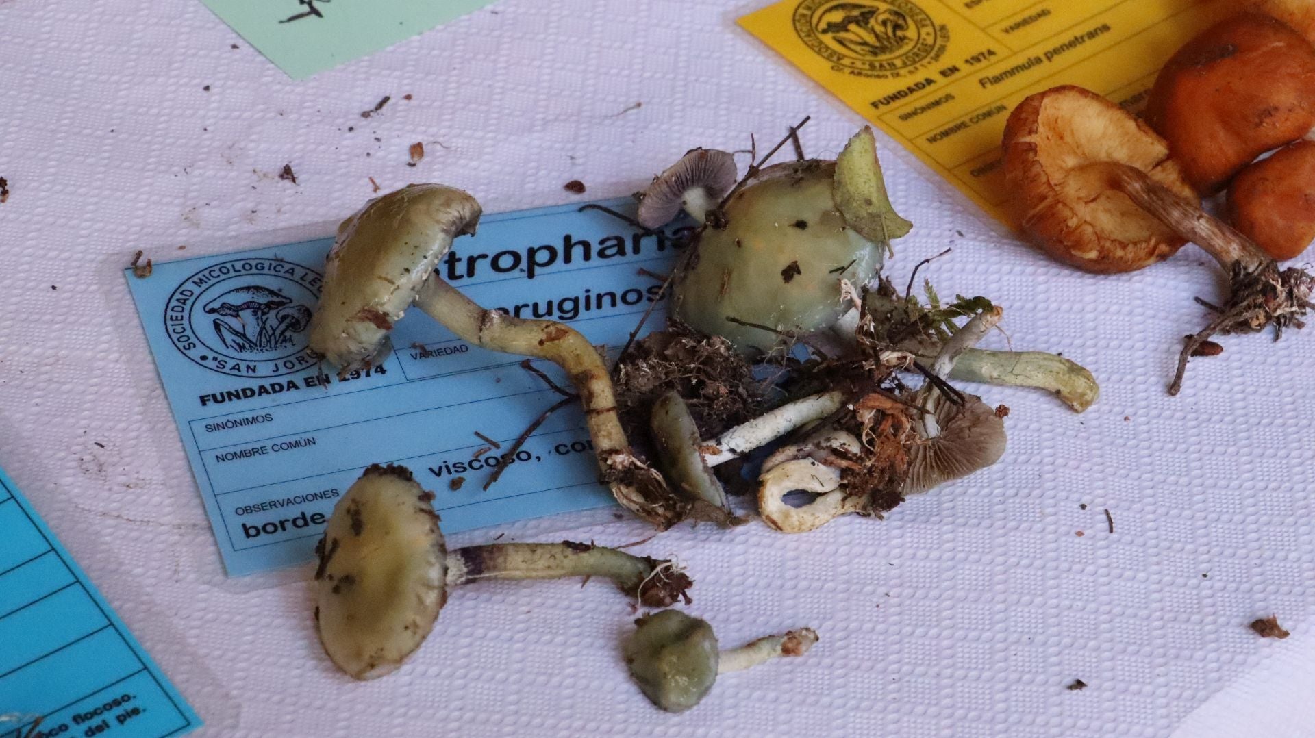 Imágenes de la Exposición Micológica de León