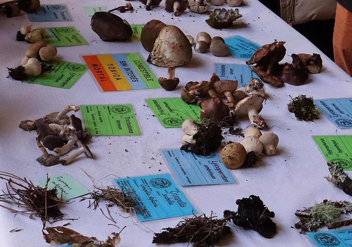 Imágenes de algunas de las setas expuestas.