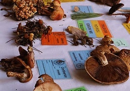 Imagen de algunas especies en la Exposición