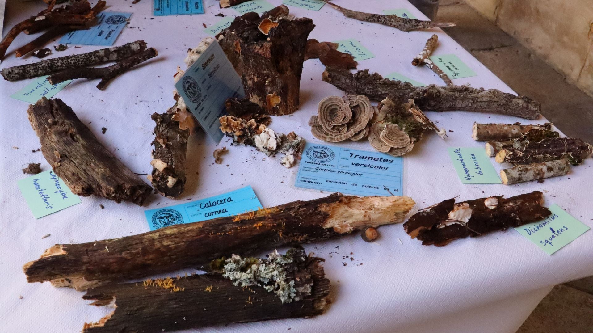 Imágenes de la Exposición Micológica de León