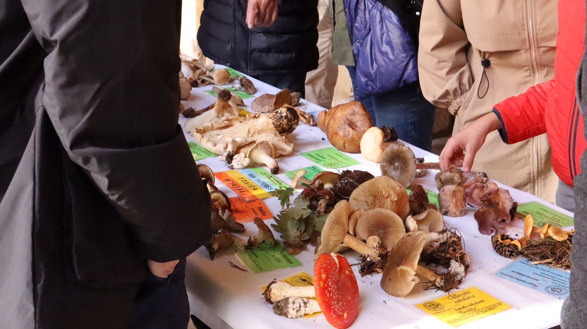 Imágenes de la Exposición Micológica de León