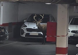 El ciervo dentro del aparcamiento de Zamora.