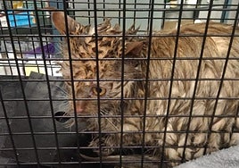 Final feliz para Nara, la gata perdida durante 10 días en un barrio de León