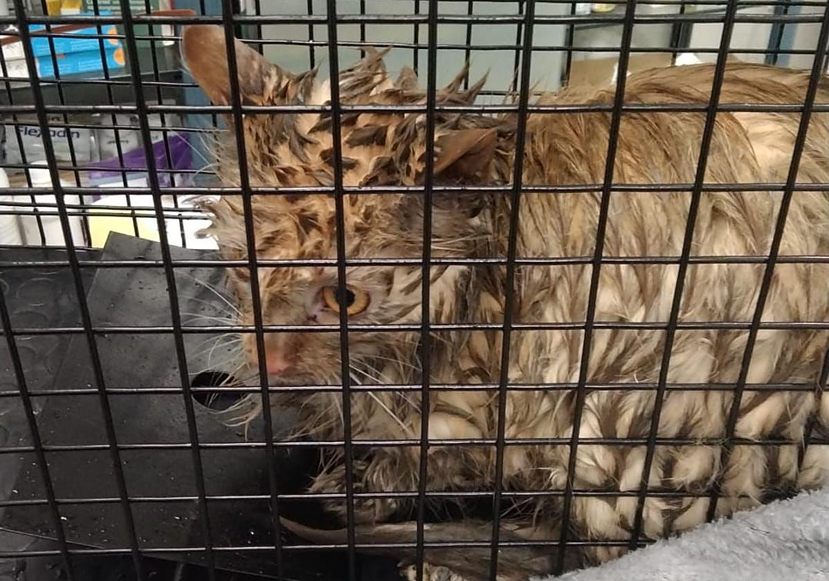 Final feliz para Nara, la gata perdida durante 10 días en un barrio de León