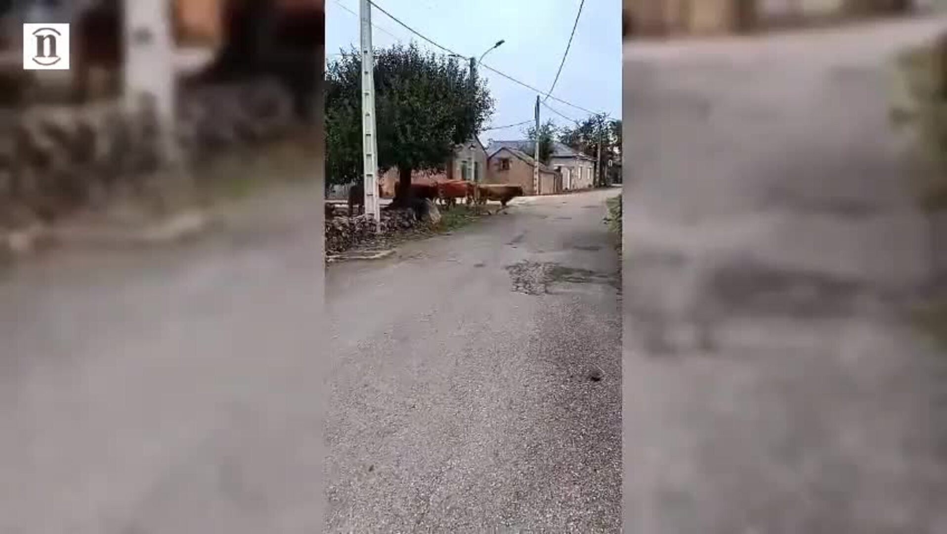 La "manifestación" de vacas por Castro de Cepeda