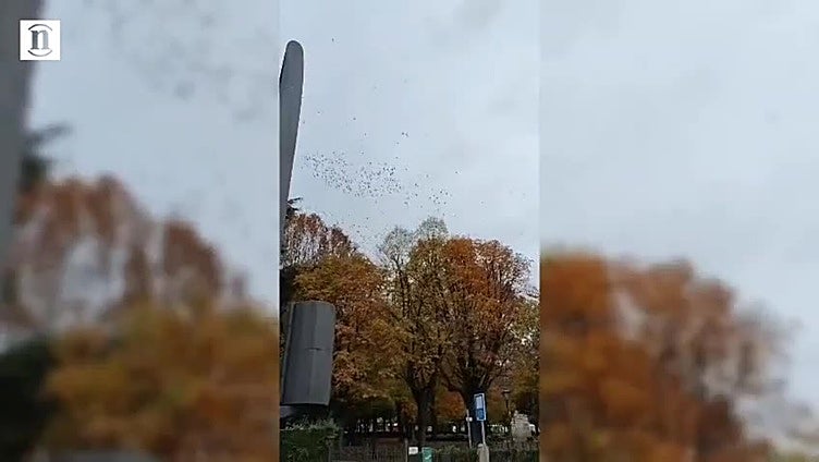 El sincronizado y veloz vuelo de los estorninos sobre León