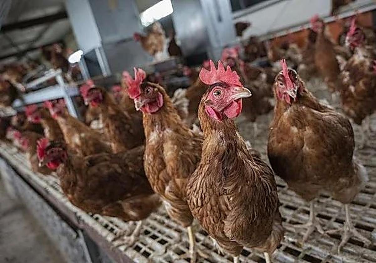 Imagen de archivo de gallinas en una granja.