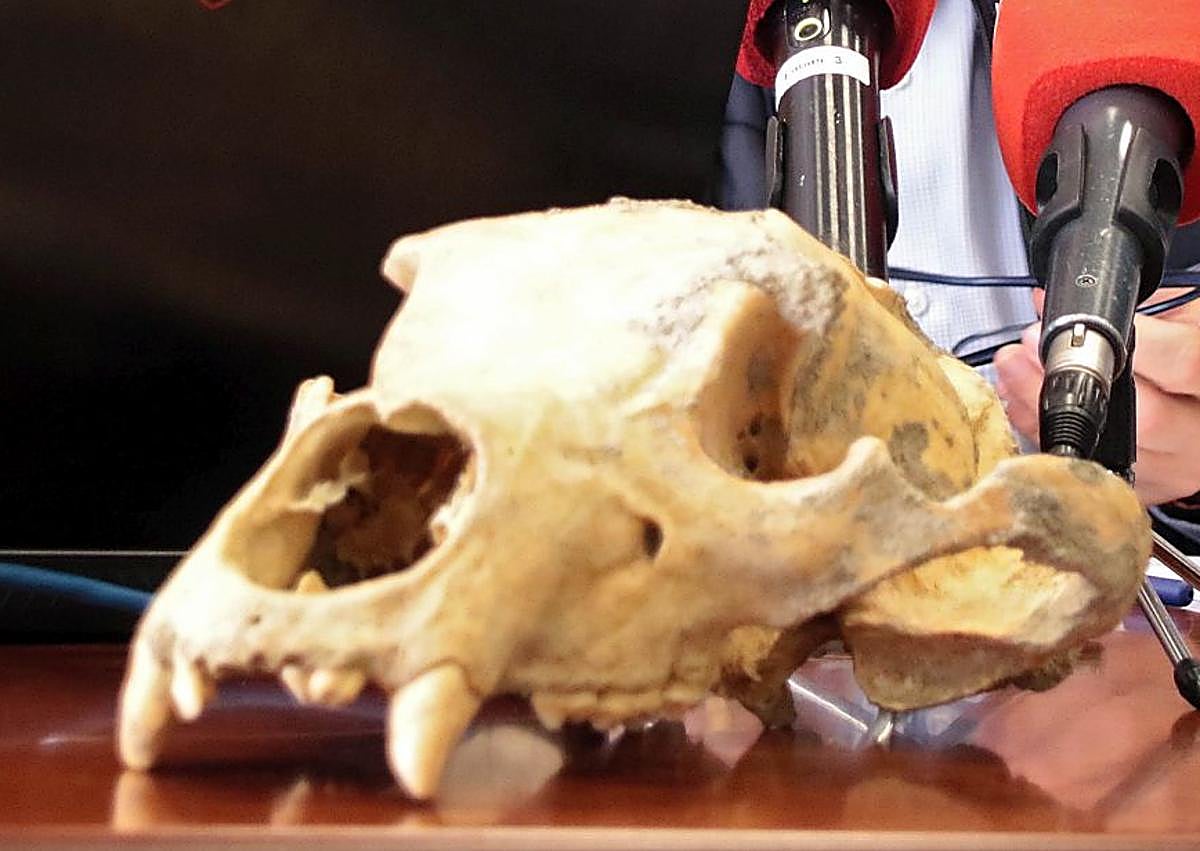 Imagen secundaria 1 - Presentación de los resultados provisionales de la primera campaña de recuperación de restos de fauna del Cuaternario en cuevas de León.