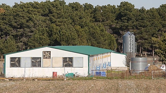 La Junta destina 6,5 millones de euros para explotaciones afectadas por la gripe aviar