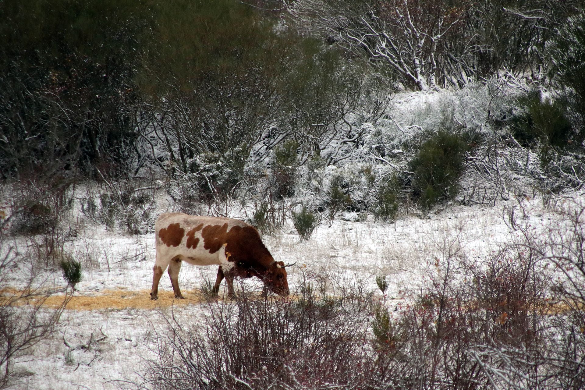 Las imágenes de la nieve en la montaña de León