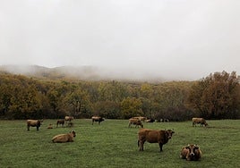 Vacas en una pradera a orillas del río Curueño.