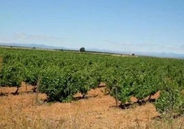 Viñedos en Valdevimbre.