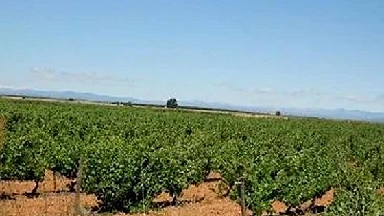 La DO León denuncia que el plan del biodiésel en Valdevimbre «atenta contra el corazón vitivinícola»
