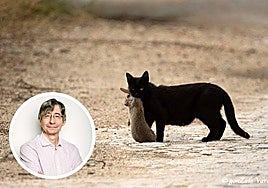 Una gato tras cazar un conejo y, en pequeño, el investigador de la ULE Tizado.