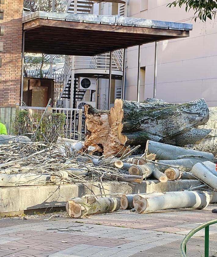 Imagen secundaria 2 - La grúa tirando del tronco; un operario cortando la base del árbol; y el tronco y todas las ramas cortadas.