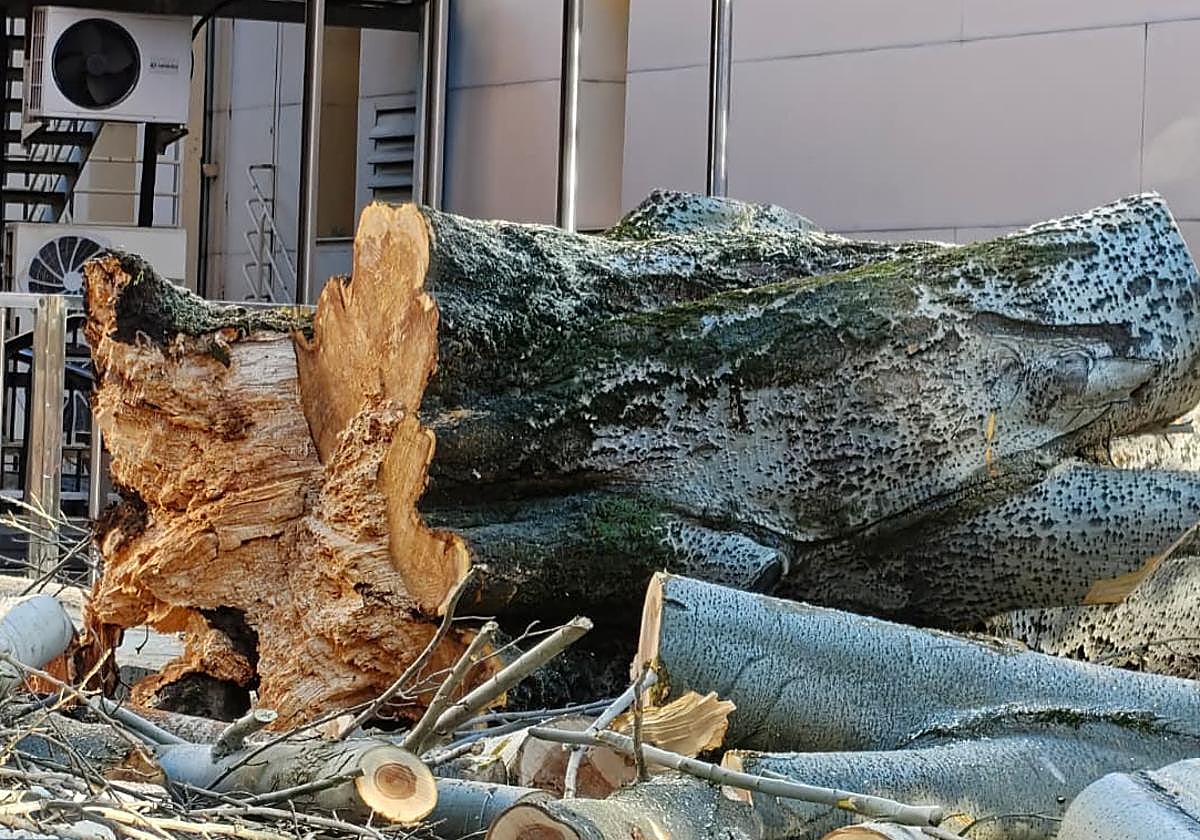 Talan por completo un árbol de grandes dimensiones frente a Correos