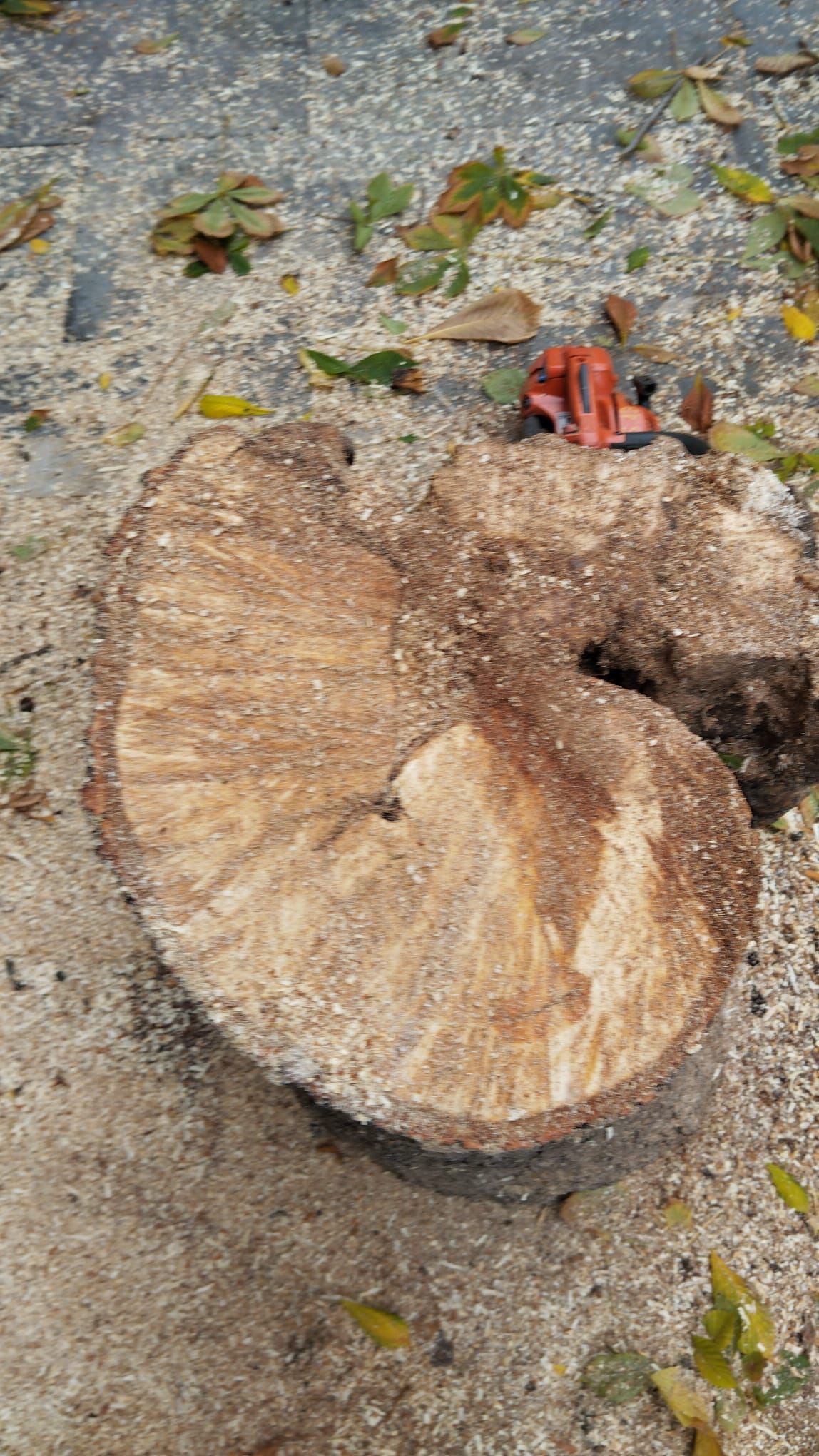 Las imágenes del último árbol talado en León