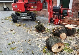 Las imágenes del último árbol talado en León