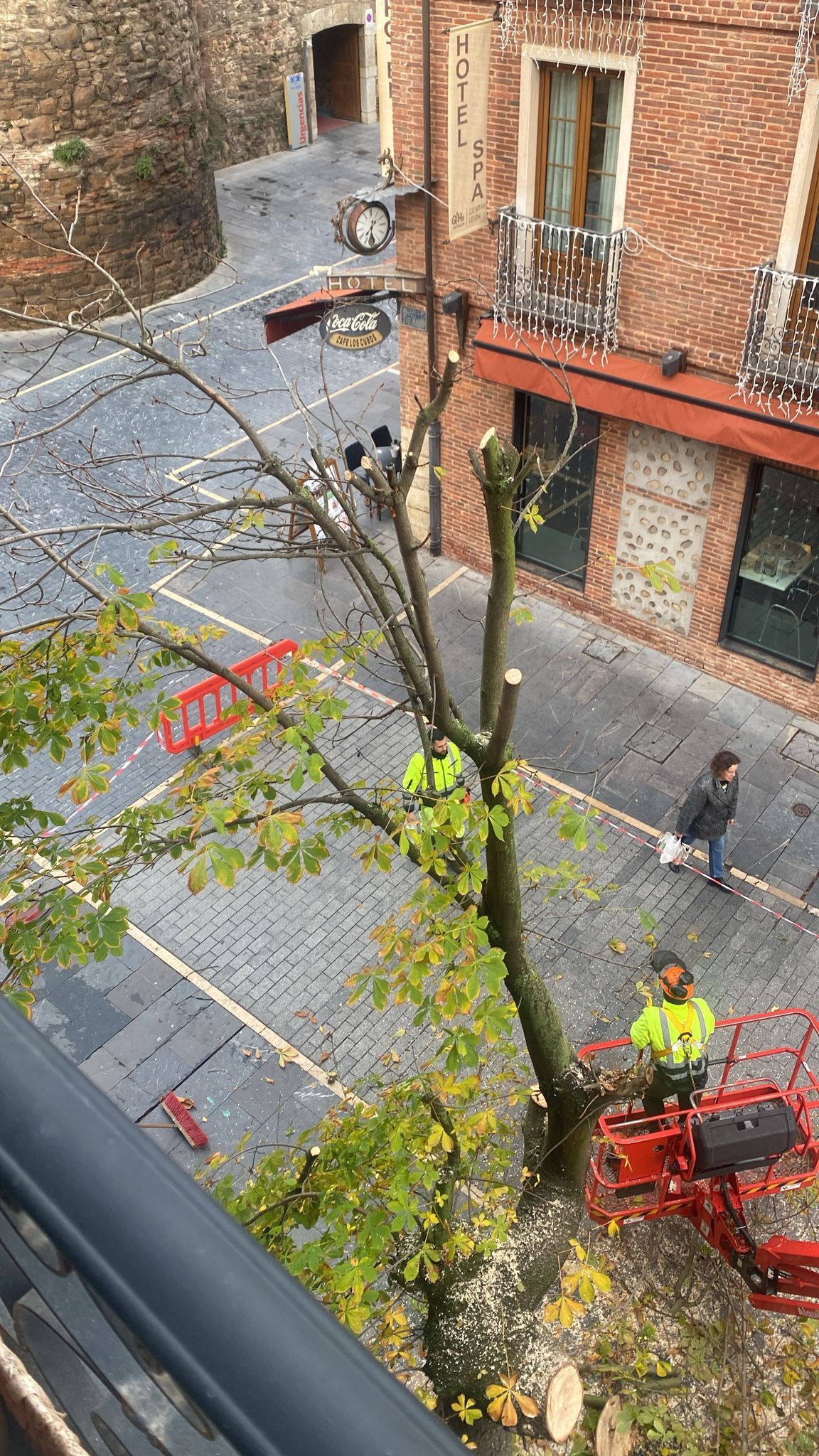 Las imágenes del último árbol talado en León