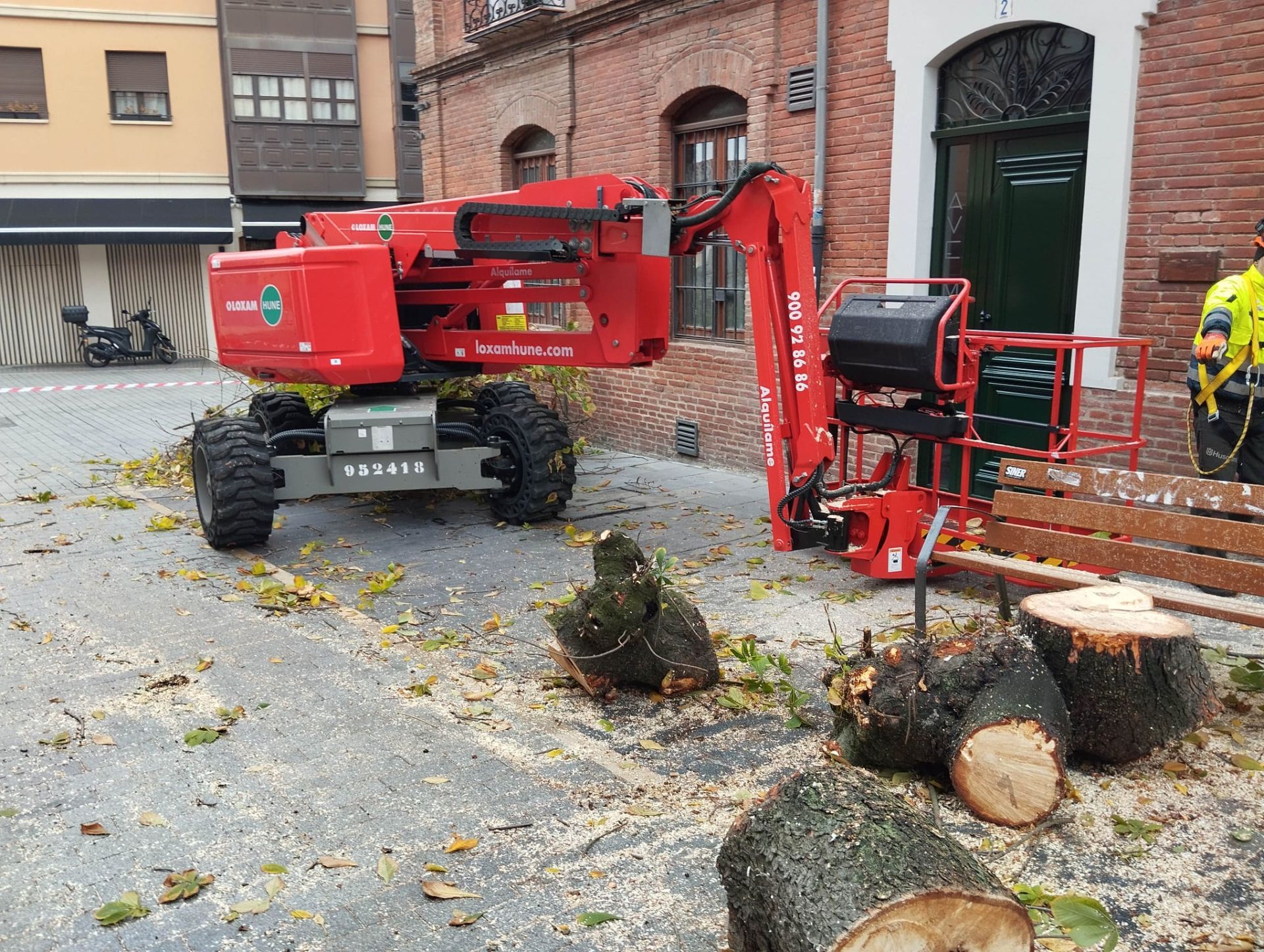 Las imágenes del último árbol talado en León