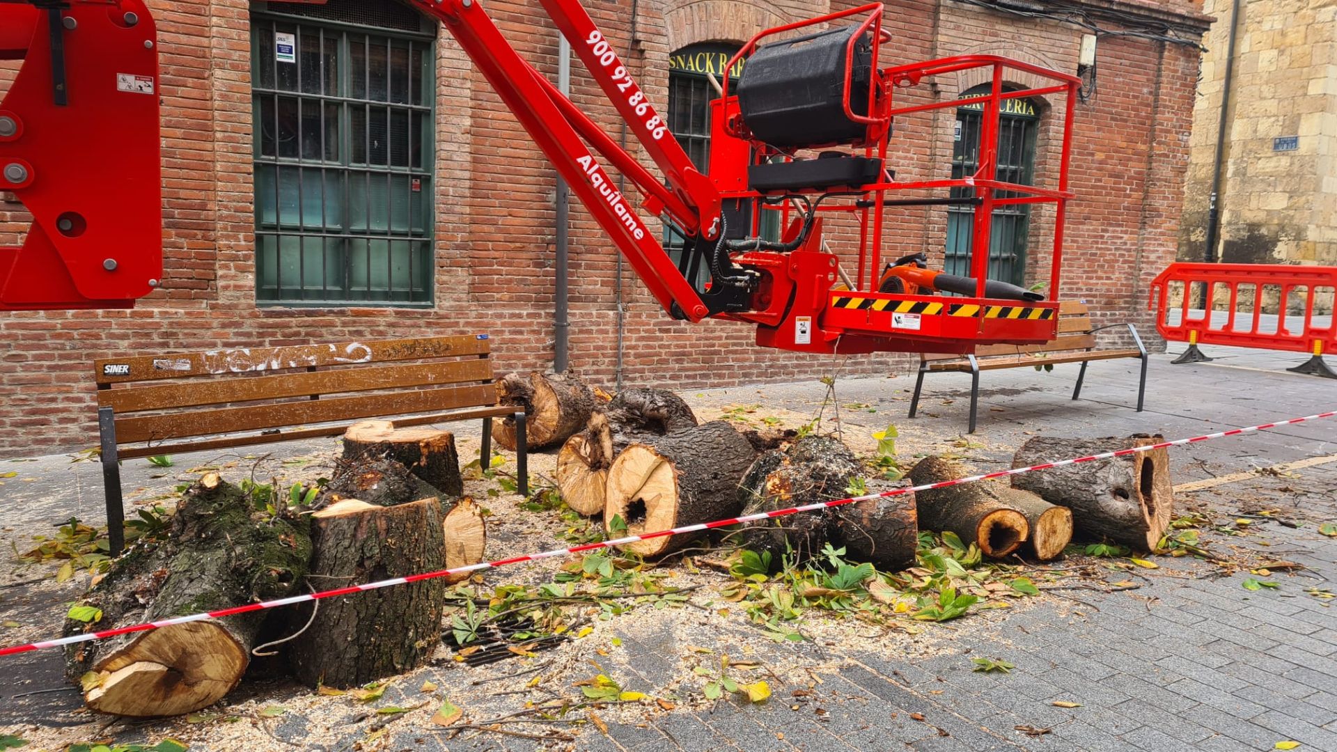 Las imágenes del último árbol talado en León
