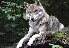 La 'Gestión y Conservación del Lobo Ibérico', título de especialista ofrecido por la Universidad