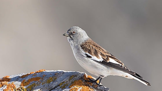 Alertan de la disminución de un 40% en las poblaciones de gorrión alpino en la Cordillera Cantábrica por el cambio climático