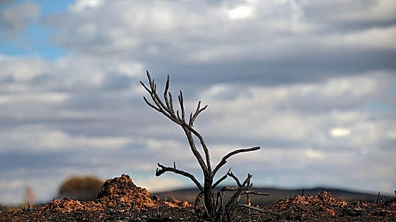 Abel, Jaime, Ignacio y Moisés, muertos en los incendios de León, nuevos socios de honor de Promonumenta
