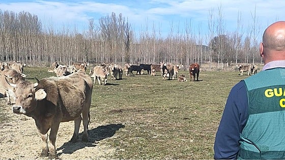 Dos investigados por el hurto de material eléctrico en una explotación ganadera de Sariegos