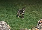 Una pareja de lobos sorprende a los vecinos de un pueblo de León