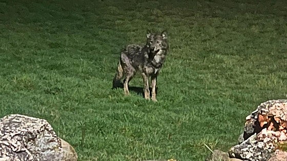 Una pareja de lobos sorprende a los vecinos de un pueblo de León