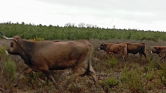 La tuberculosis bovina llega a León con varios focos en la montaña oriental y más de 170 sacrificios