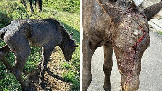 Los ataques de lobo se intensifican en la montaña leonesa y elevan la presión sobre el sector ganadero