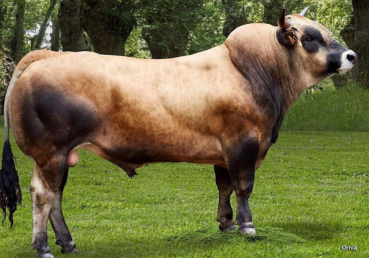 Subasta de Asturiana de los Valles.