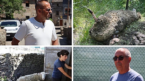 Crece la preocupación por los ataques de osos en Laciana: «Llevamos toda la vida conviviendo con ellos, pero esto ha cambiado»