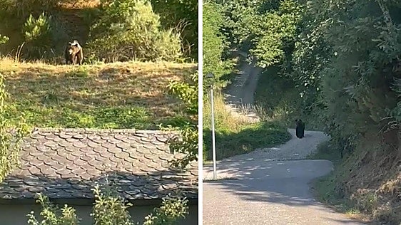 Vecinos de Villaseca de Laciana graban la visita de un oso de grandes dimensiones a escasos metros de las viviendas