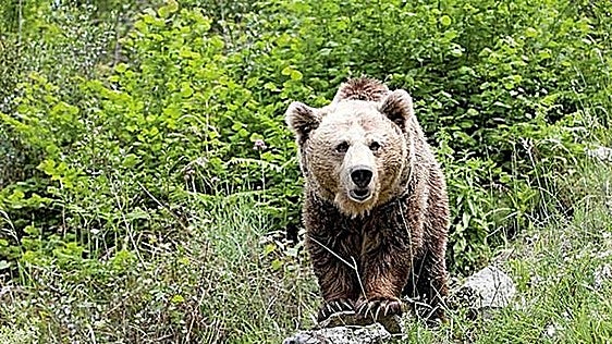 El PSOE de León reclama a la Junta un plan urgente para garantizar la convivencia entre el oso y el medio rural