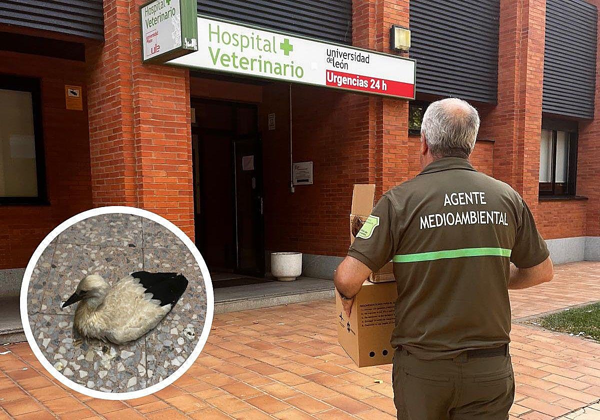 Un agente medioambiental traslada a la cigüeña al hospital veterinario de León.