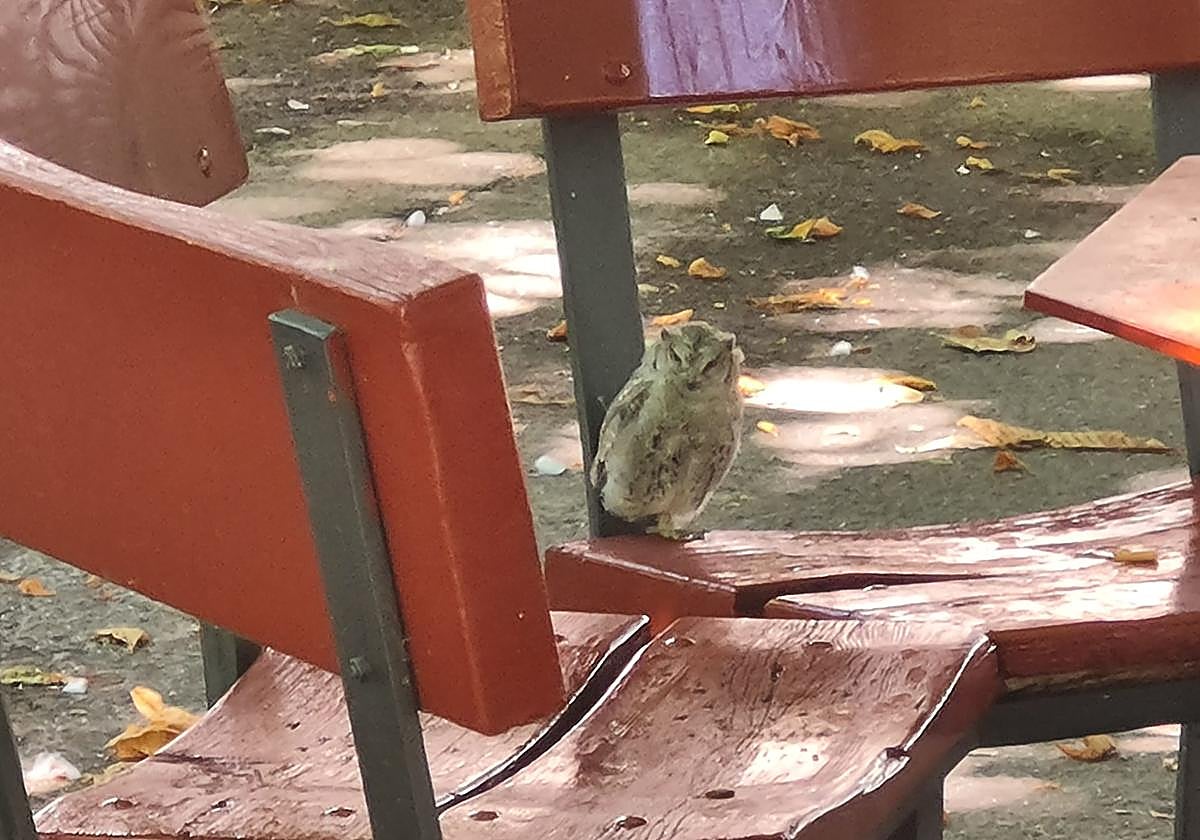 Cría de mochuelo en el parque.