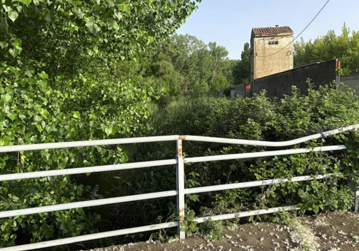 Entorno de la presa del Bernesga en Armunia.