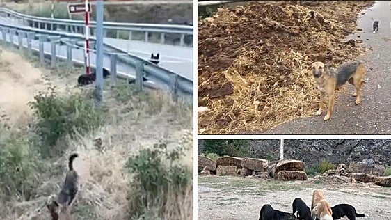 Encuentran unos «20 perros abandonados» en una zona de difícil acceso en Tierras de la Reina