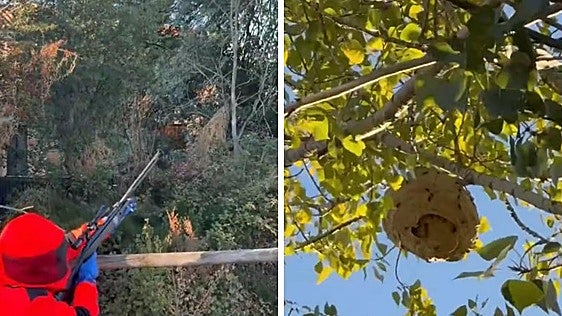 Neutralizan un nido de avispa asiática en el alfoz de León