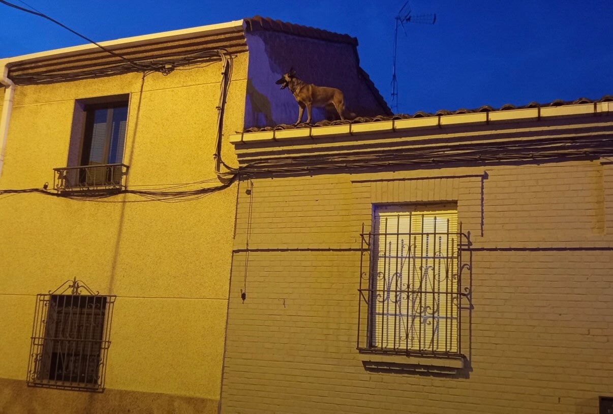 El perro en el tejado antes de ser rescatado.