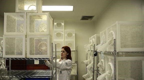 Investigadora trabajando en un laboratorio para combatir al virus.