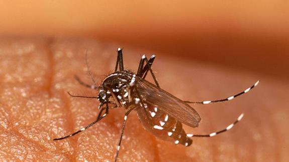 Aedes albopictus, mosquito capaz de transmitir el virus.