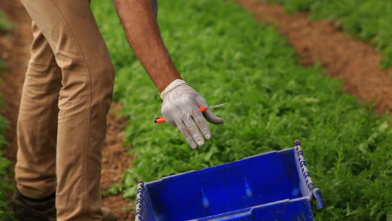 Las baterías de los robots tienen autonomía durante cinco horas.